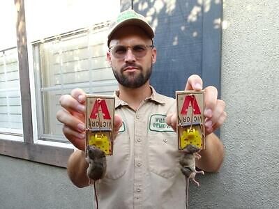 Tucson pest control